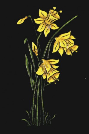 Daffodils